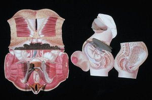 Kvinnelig anatomisk figur, fra 