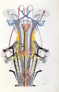 Fig. 212 fra Semiologie des Affections du Systeme Nervous av J. Dejerine, 1914 av French School