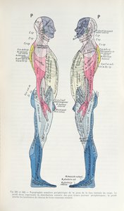 Fig. 381 & 382 Nervesystemet, fra Semiologie des Affections du System Nerveux av J. Dejerine, 1914 av French School