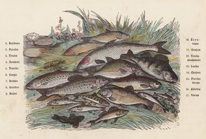 Fisk (farget gravering) av French School