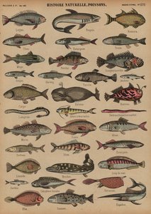 Fisk (farget gravering) av French School