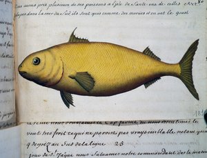 Fisk så stor som torsk, Isle De La Sante, akvarell fra loggbok av Jacques Gouin de Beauchesne (1652-1730), kaptein på Compagnie royale de la Mer du Sud, fra 1698 til 1701, Frankrike av French School