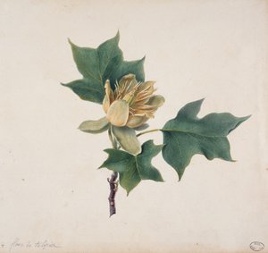 Blomst av et tulipantre av French School