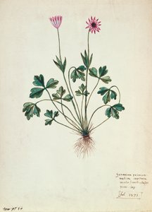 Fol.1275 Geranium (wc på papir) av French School
