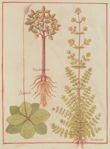 Fr 12322 f.180v Groblad, merian og mandrake, fra Livre des Simples Medecines, ca. 1520-30 av French School