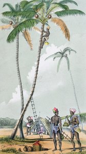 Innsamling av kokosnøtter for tilberedning av Toddy i India (fargegravering) av French School