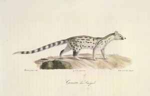 Senegal Genet, fra Natural History of Mammals (farge litho) av French School