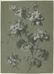 Geranium (Pelargonium sp.), ca. 1800 (kull og hvitt kritt, grønn vev) av French School