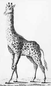 Giraffe brakt tilbake av Mr. Levaillant på reise i Afrika, illustrasjon fra Observations sur la Physique, sur lHistoire Naturelle et sur les Arts, dediees a Mgr. Greven av Artois, desember 1789 av French School