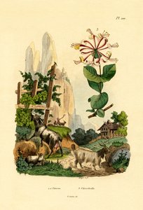 Geiter, 1833-39 av French School