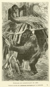 Gorillaer som bygger et ly (gravering) av French School