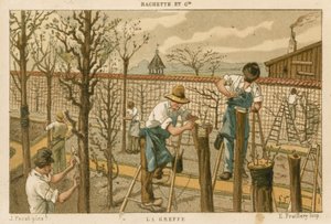 Pode trær av French School