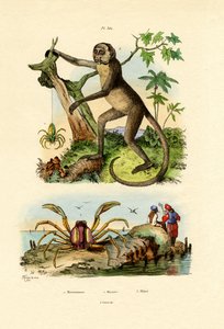 Green Huntsman Edderkopp, 1833-39 av French School
