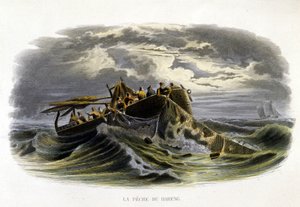 Sildefiske - i "Lacepèdes naturhistorie"" av French School
