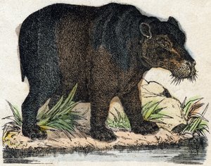 Flodhest. Gravering i "" Alphabet des animaux sauvages"". 9. serie. Bilder av Epinal, Pellerin, trykkeri-utgiver, ca. 1870. Graveringer på tre, stensilert. 16 sider. Mål: 20 x 15 cm. Privat samling av French School