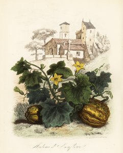 Honfleur melon, Cucumis melo av French School
