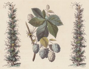 Humle til ølfremstilling (farget gravering) av French School