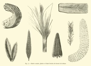 Carenee østers, fossile planter og frukt fra Seine-bassenget av French School