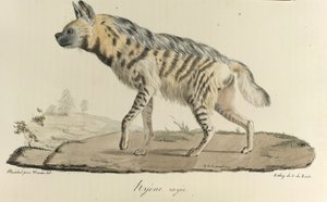 Hyene, en stripete hyene, fra Natural History of Mammals (farge litho) av French School
