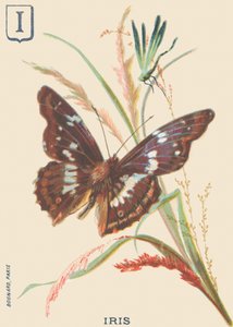 I: Iris (Apatura iris eller Great Mars endres) av French School