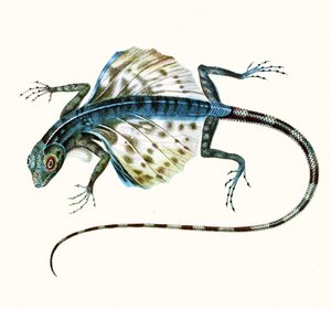 Illustrasjon av den glidende øglen - Draco Volans 1831 (fargegravering) av French School