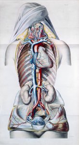 Indre organer til en kvinne, plate fra anatomisk, fysiologisk og patologisk forskning på venesystemet av Gilbert Breschet (1784-1845) gravert av Engelmann, Paris, 1829 av French School
