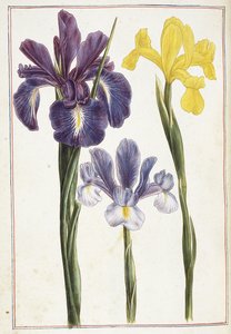 Iris, 1700-tallet av French School