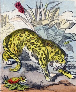 Jaguar. Gravering i "Buffon Alphabet des Animaux". 3. serie N 1. Avbildning av Epinal, Epinal, sent på 1800-tallet. 16 sider. Mål: 28x21cm av French School