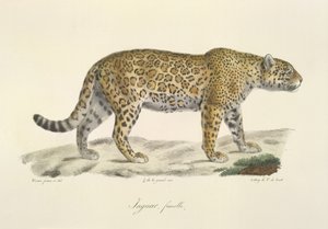 Jaguar, kvinne, fra Natural History of Mammals (farge litho) av French School