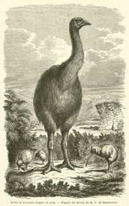 Kiwi og Dinormis enorme ou moa (gravering) av French School