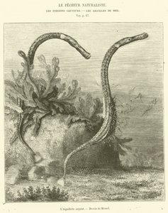 The Snake Aiguillette (gravering) av French School