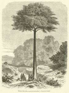Melketreet, Brosimum galactodendron (gravering) av French School