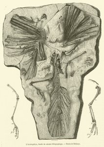 Archaeopteryx , fossil fra litografisk kalkstein (gravering) av French School