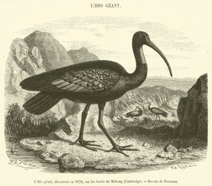 Giant Ibis, oppdaget i 1876, ved bredden av Mekong, Kambodsja (gravering) av French School