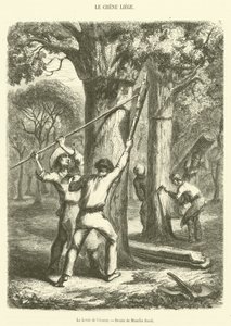 The Lifting of the Bark (gravering) av French School