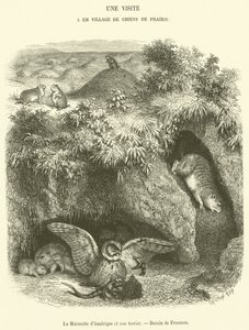 The Groundhog og dens hule (gravering) av French School