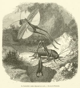 Sabre Grasshopper legger eggene sine (gravering) av French School