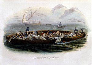 Felle- eller tunfiskfiske - i "" Natural History of Lacepède"" av French School