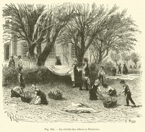 Høste oliven i Provence (gravering) av French School