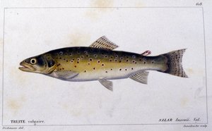 Den vanlige ørreten i henhold til "Natural history of fish"" av Cuvier, Valenciennes, Paris av French School