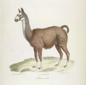 Hann Llama, fra Natural History of Pattedyr (farge litho) av French School