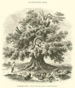Kastanjetreet til Esau (gravering) av French School