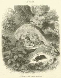 The Cottage of the Mole (gravering) av French School