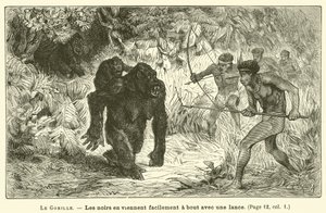 Gorillaen (gravering) av French School