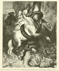 The Great White Horse Of The Prairies (gravering) av French School