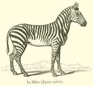 Le Zebre, Equus zebra (gravering) av French School