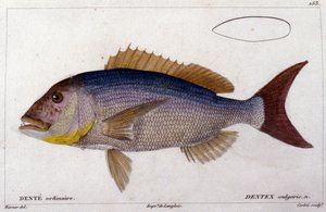 Dentex i henhold til «Fiskenes naturhistorie» av Cuvier, Valenciennes, Paris av French School