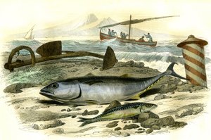 Le thon (Scomber Thynnus), le mackereau (Scomber Scombrus) - Tallerken hentet fra Histoire Naturelle av Bernard Germain de Lacepede (1856-1925), utgave P.Furme, Paris av French School