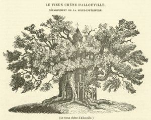 Den gamle eiken i Allouville (gravering) av French School