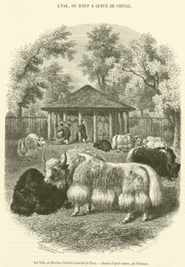 The Yaks, ved Paris Natural History Museum (gravering) av French School